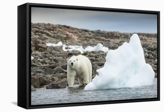 Polar Bear on Harbour Islands, Hudson Bay, Nunavut, Canada-Paul Souders-Framed Stretched Canvas