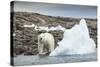 Polar Bear on Harbour Islands, Hudson Bay, Nunavut, Canada-Paul Souders-Stretched Canvas