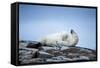 Polar Bear on Harbour Islands, Hudson Bay, Nunavut, Canada-Paul Souders-Framed Stretched Canvas