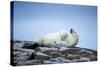 Polar Bear on Harbour Islands, Hudson Bay, Nunavut, Canada-Paul Souders-Stretched Canvas