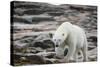 Polar Bear on Harbour Islands, Hudson Bay, Nunavut, Canada-Paul Souders-Stretched Canvas