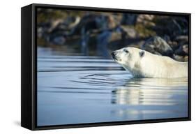 Polar Bear on Harbour Islands, Hudson Bay, Nunavut, Canada-Paul Souders-Framed Stretched Canvas