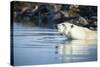 Polar Bear on Harbour Islands, Hudson Bay, Nunavut, Canada-Paul Souders-Stretched Canvas