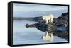 Polar Bear on Harbour Islands, Hudson Bay, Nunavut, Canada-Paul Souders-Framed Stretched Canvas