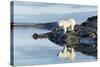 Polar Bear on Harbour Islands, Hudson Bay, Nunavut, Canada-Paul Souders-Stretched Canvas