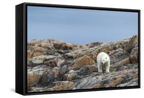 Polar Bear on Harbour Islands, Hudson Bay, Nunavut, Canada-Paul Souders-Framed Stretched Canvas