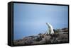 Polar Bear on Harbour Islands, Hudson Bay, Nunavut, Canada-Paul Souders-Framed Stretched Canvas