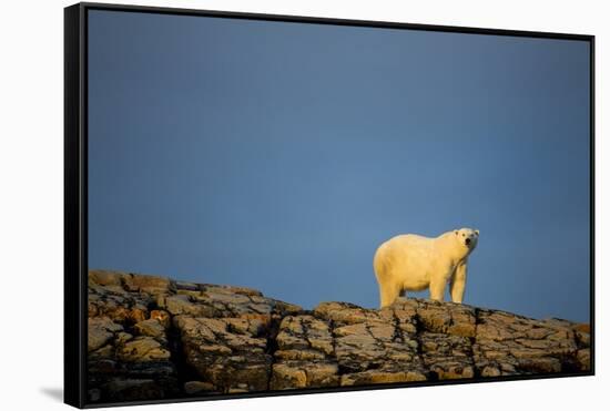 Polar Bear on Harbour Islands, Hudson Bay, Nunavut, Canada-Paul Souders-Framed Stretched Canvas