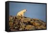 Polar Bear on Harbour Islands, Hudson Bay, Nunavut, Canada-Paul Souders-Framed Stretched Canvas