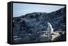 Polar Bear on Harbour Islands, Hudson Bay, Nunavut, Canada-Paul Souders-Framed Stretched Canvas