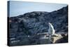 Polar Bear on Harbour Islands, Hudson Bay, Nunavut, Canada-Paul Souders-Stretched Canvas