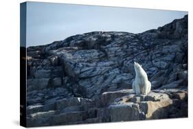 Polar Bear on Harbour Islands, Hudson Bay, Nunavut, Canada-Paul Souders-Stretched Canvas