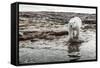 Polar Bear on Harbour Islands, Hudson Bay, Nunavut, Canada-Paul Souders-Framed Stretched Canvas