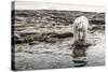 Polar Bear on Harbour Islands, Hudson Bay, Nunavut, Canada-Paul Souders-Stretched Canvas