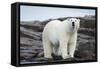 Polar Bear on Harbour Islands, Hudson Bay, Nunavut, Canada-Paul Souders-Framed Stretched Canvas