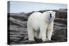 Polar Bear on Harbour Islands, Hudson Bay, Nunavut, Canada-Paul Souders-Stretched Canvas