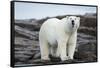 Polar Bear on Harbour Islands, Hudson Bay, Nunavut, Canada-Paul Souders-Framed Stretched Canvas