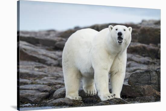 Polar Bear on Harbour Islands, Hudson Bay, Nunavut, Canada-Paul Souders-Stretched Canvas