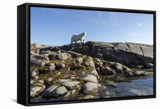 Polar Bear on Harbour Islands, Hudson Bay, Nunavut, Canada-Paul Souders-Framed Stretched Canvas