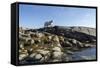 Polar Bear on Harbour Islands, Hudson Bay, Nunavut, Canada-Paul Souders-Framed Stretched Canvas