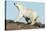 Polar Bear on Harbour Islands, Hudson Bay, Nunavut, Canada-Paul Souders-Stretched Canvas