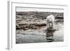 Polar Bear on Harbour Islands, Hudson Bay, Nunavut, Canada-Paul Souders-Framed Photographic Print