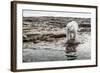 Polar Bear on Harbour Islands, Hudson Bay, Nunavut, Canada-Paul Souders-Framed Photographic Print