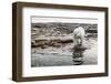 Polar Bear on Harbour Islands, Hudson Bay, Nunavut, Canada-Paul Souders-Framed Photographic Print