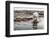 Polar Bear on Harbour Islands, Hudson Bay, Nunavut, Canada-Paul Souders-Framed Photographic Print