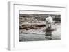 Polar Bear on Harbour Islands, Hudson Bay, Nunavut, Canada-Paul Souders-Framed Photographic Print