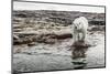 Polar Bear on Harbour Islands, Hudson Bay, Nunavut, Canada-Paul Souders-Mounted Photographic Print