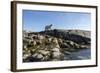 Polar Bear on Harbour Islands, Hudson Bay, Nunavut, Canada-Paul Souders-Framed Photographic Print