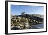 Polar Bear on Harbour Islands, Hudson Bay, Nunavut, Canada-Paul Souders-Framed Photographic Print