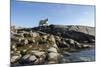 Polar Bear on Harbour Islands, Hudson Bay, Nunavut, Canada-Paul Souders-Mounted Photographic Print