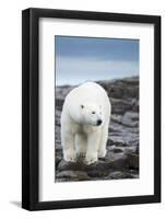 Polar Bear on Harbour Islands, Hudson Bay, Nunavut, Canada-Paul Souders-Framed Photographic Print