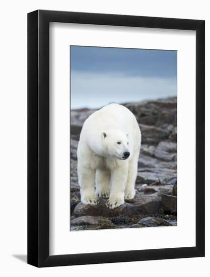 Polar Bear on Harbour Islands, Hudson Bay, Nunavut, Canada-Paul Souders-Framed Photographic Print