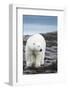 Polar Bear on Harbour Islands, Hudson Bay, Nunavut, Canada-Paul Souders-Framed Photographic Print