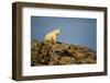 Polar Bear on Harbour Islands, Hudson Bay, Nunavut, Canada-Paul Souders-Framed Photographic Print