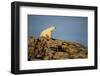 Polar Bear on Harbour Islands, Hudson Bay, Nunavut, Canada-Paul Souders-Framed Photographic Print