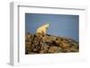 Polar Bear on Harbour Islands, Hudson Bay, Nunavut, Canada-Paul Souders-Framed Photographic Print