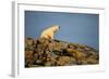 Polar Bear on Harbour Islands, Hudson Bay, Nunavut, Canada-Paul Souders-Framed Photographic Print