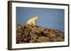 Polar Bear on Harbour Islands, Hudson Bay, Nunavut, Canada-Paul Souders-Framed Photographic Print