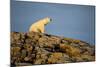 Polar Bear on Harbour Islands, Hudson Bay, Nunavut, Canada-Paul Souders-Mounted Photographic Print