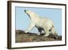 Polar Bear on Harbour Islands, Hudson Bay, Nunavut, Canada-Paul Souders-Framed Photographic Print