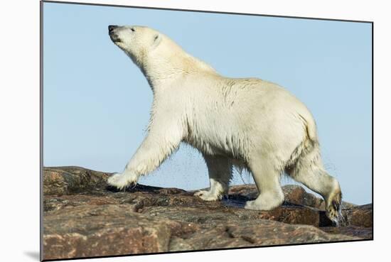 Polar Bear on Harbour Islands, Hudson Bay, Nunavut, Canada-Paul Souders-Mounted Photographic Print