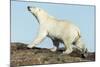 Polar Bear on Harbour Islands, Hudson Bay, Nunavut, Canada-Paul Souders-Mounted Photographic Print