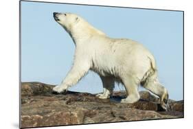 Polar Bear on Harbour Islands, Hudson Bay, Nunavut, Canada-Paul Souders-Mounted Photographic Print