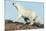 Polar Bear on Harbour Islands, Hudson Bay, Nunavut, Canada-Paul Souders-Mounted Photographic Print