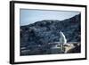 Polar Bear on Harbour Islands, Hudson Bay, Nunavut, Canada-Paul Souders-Framed Photographic Print