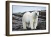 Polar Bear on Harbour Islands, Hudson Bay, Nunavut, Canada-Paul Souders-Framed Photographic Print